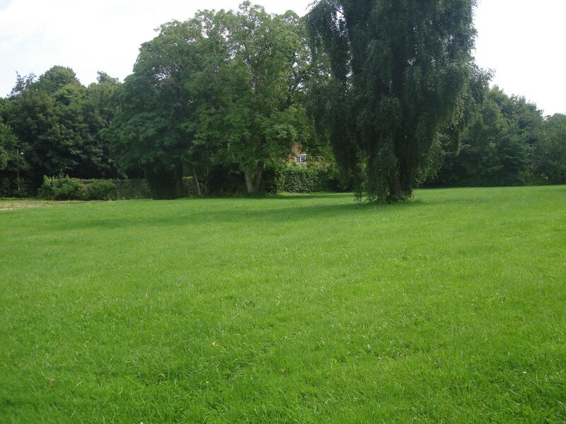 Grassy field with trees