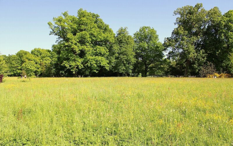 Grassy field with trees