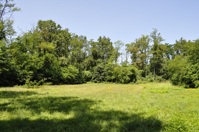 Grassy field with trees