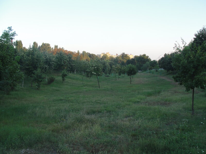 Grassy field with trees