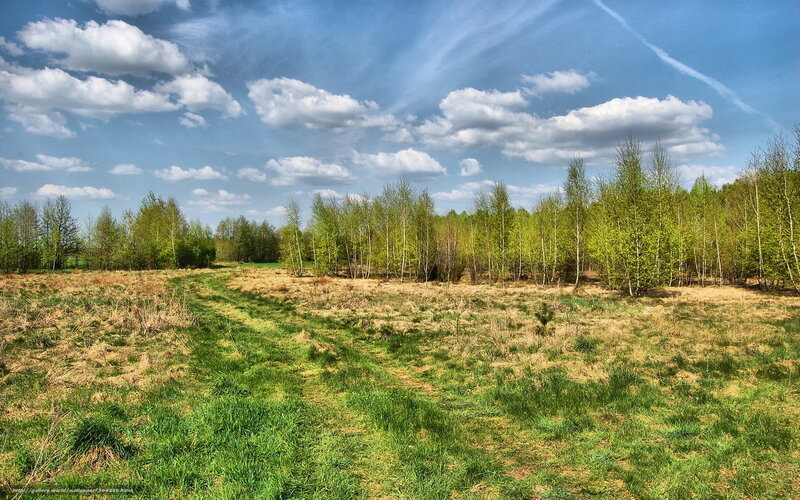Grassy field with trees and clouds