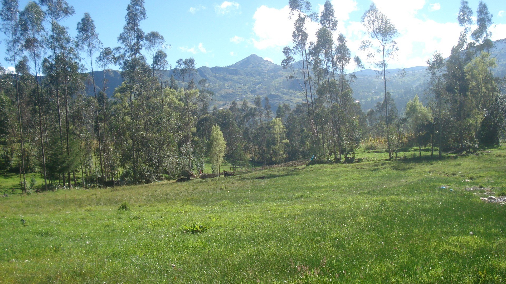 Grassy field with trees and mountains
