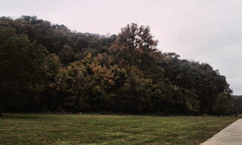 Grassy Field with Trees — Green, Calm, Autumn, Photograph, Path