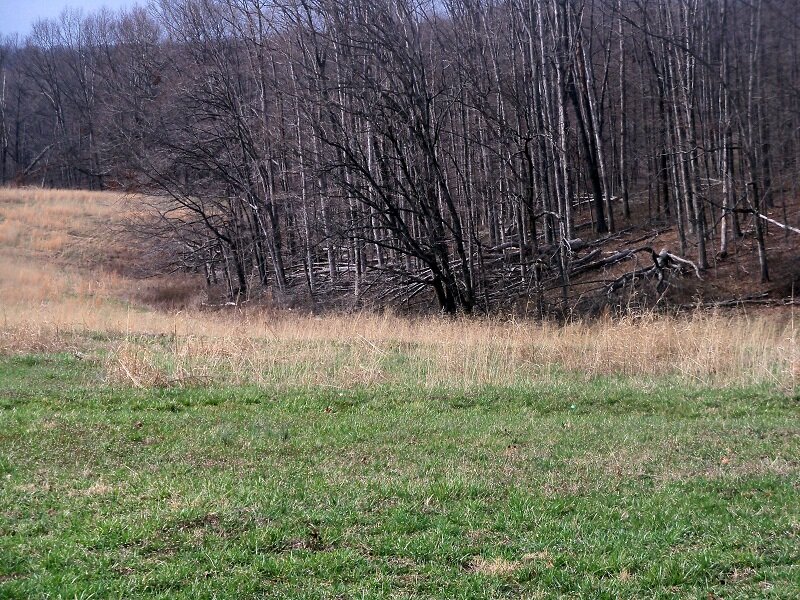 Grassy Field with Trees — Green, Calm, Autumn