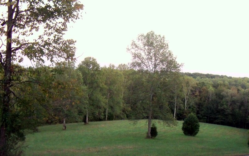 Grassy Field with Trees — Green, Calm