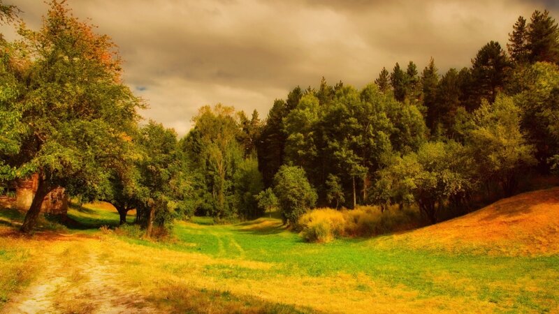 Grassy Field with Trees — Green, Dramatic, Afternoon, Photograph, Path