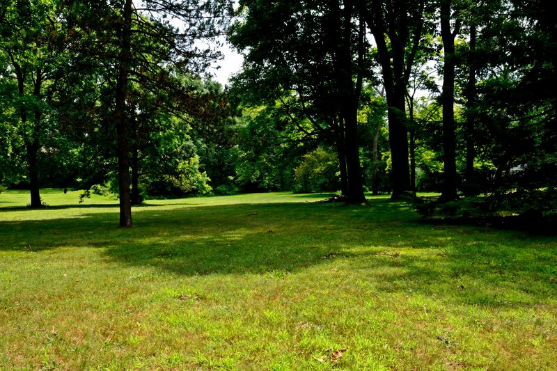 Grassy Field with Trees — Green, Serene, Afternoon, Photograph, Grass, Shadows