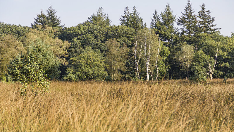 Grassy Field with Trees — Green, Serene, Afternoon, Photograph, Grass, Sky