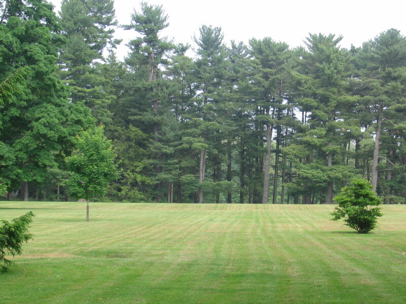 Grassy Field with Trees — Green, Serene, Afternoon, Photograph, Grass, Sky, White