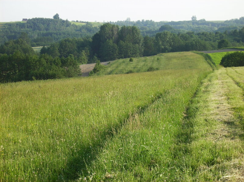 Grassy Field with Trees — Green, Serene, Afternoon, Photograph, Hills