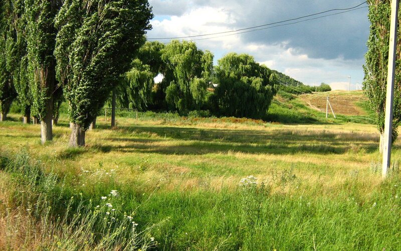 Grassy Field with Trees — Green, Serene, Afternoon, Photograph, Power Lines