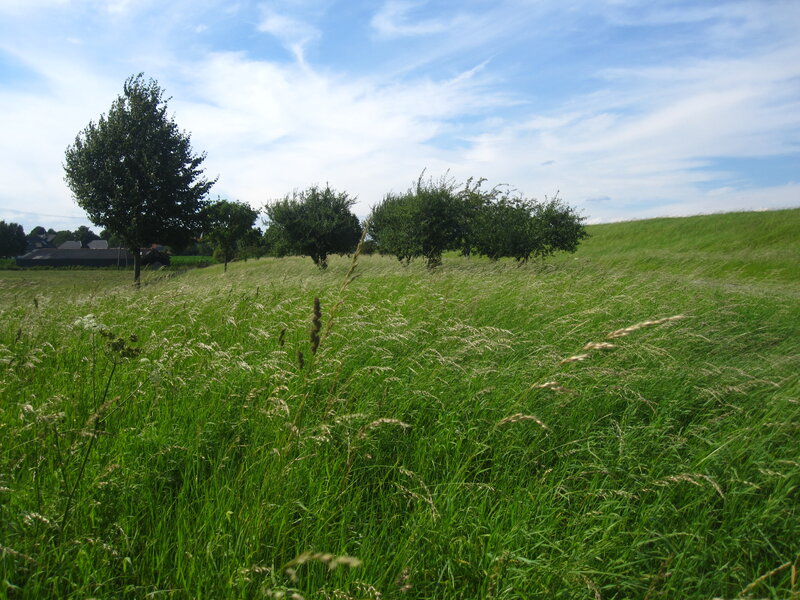 Grassy Field with Trees — Green, Serene, Afternoon, Photograph, Sky, Building