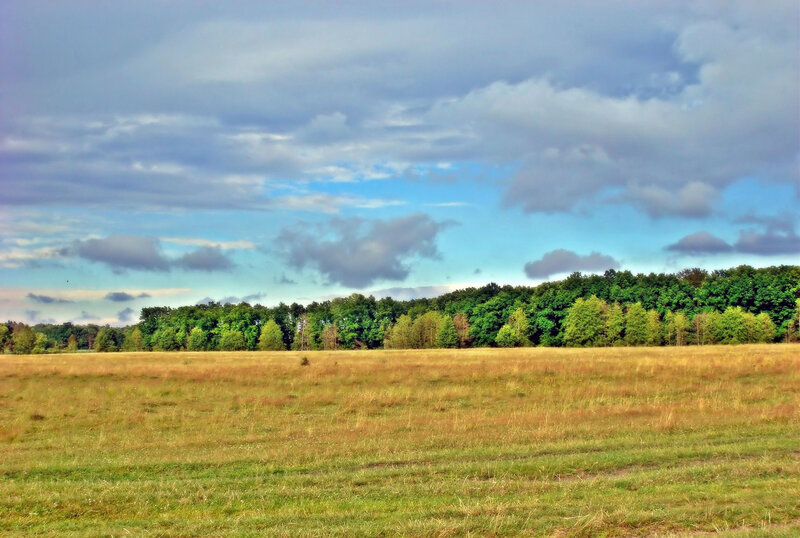 Grassy Field with Trees — Green, Serene, Afternoon