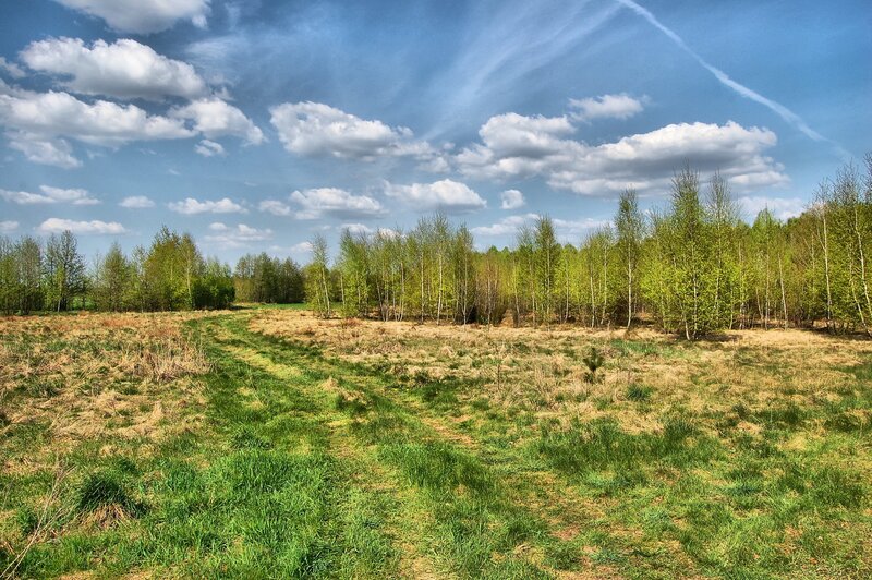 Grassy Field with Trees — Green, Serene, Spring, Photograph, Clouds