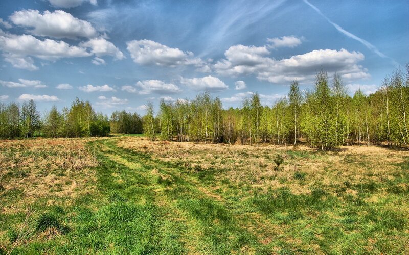 Grassy Field with Trees — Green, Serene, Spring