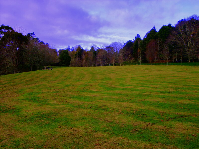 Grassy Field with Trees — Green, Serene, Sunset