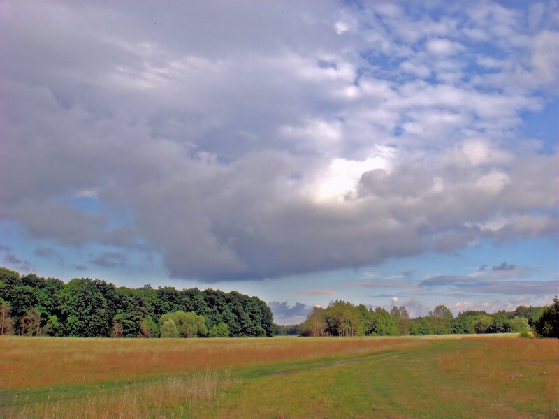 Grassy Field with Trees — Green, Serene
