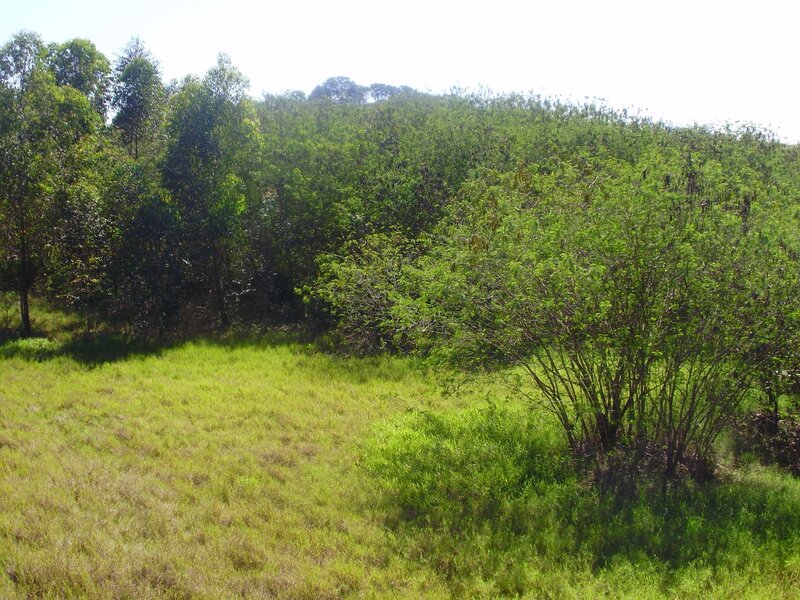 Grassy Field with Trees — Green
