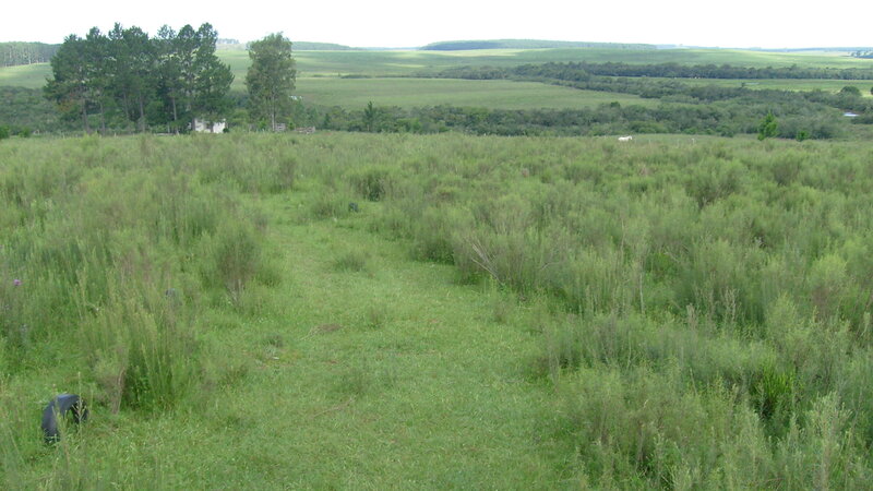 Grassy field with trees in distance