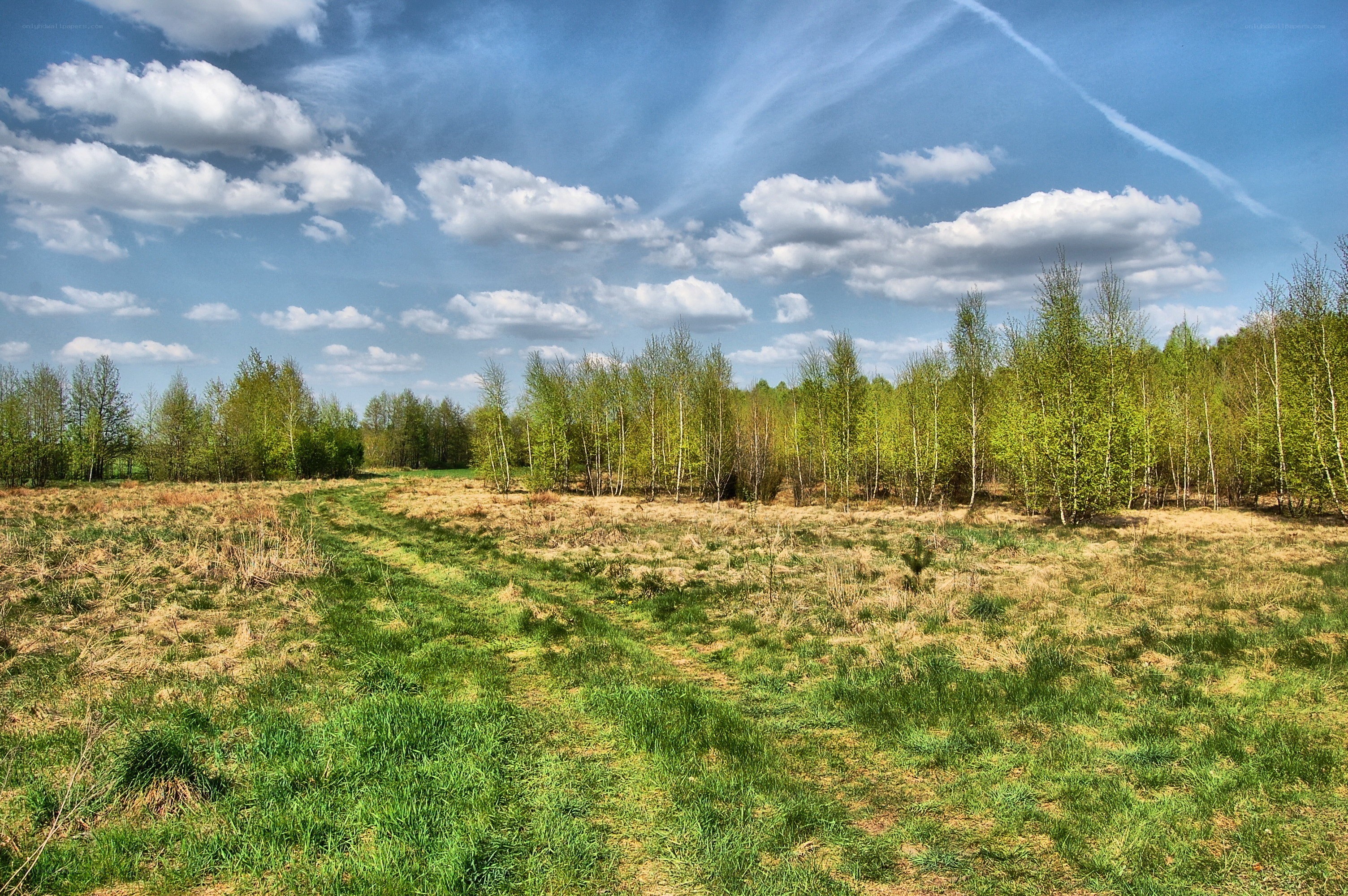 Grassy field with trees under blue sky