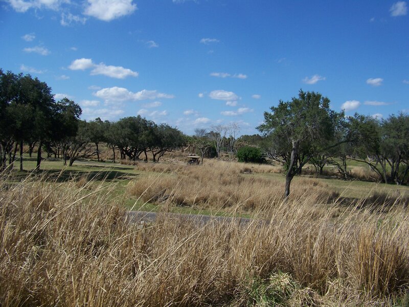 Grassy field with trees under blue sky