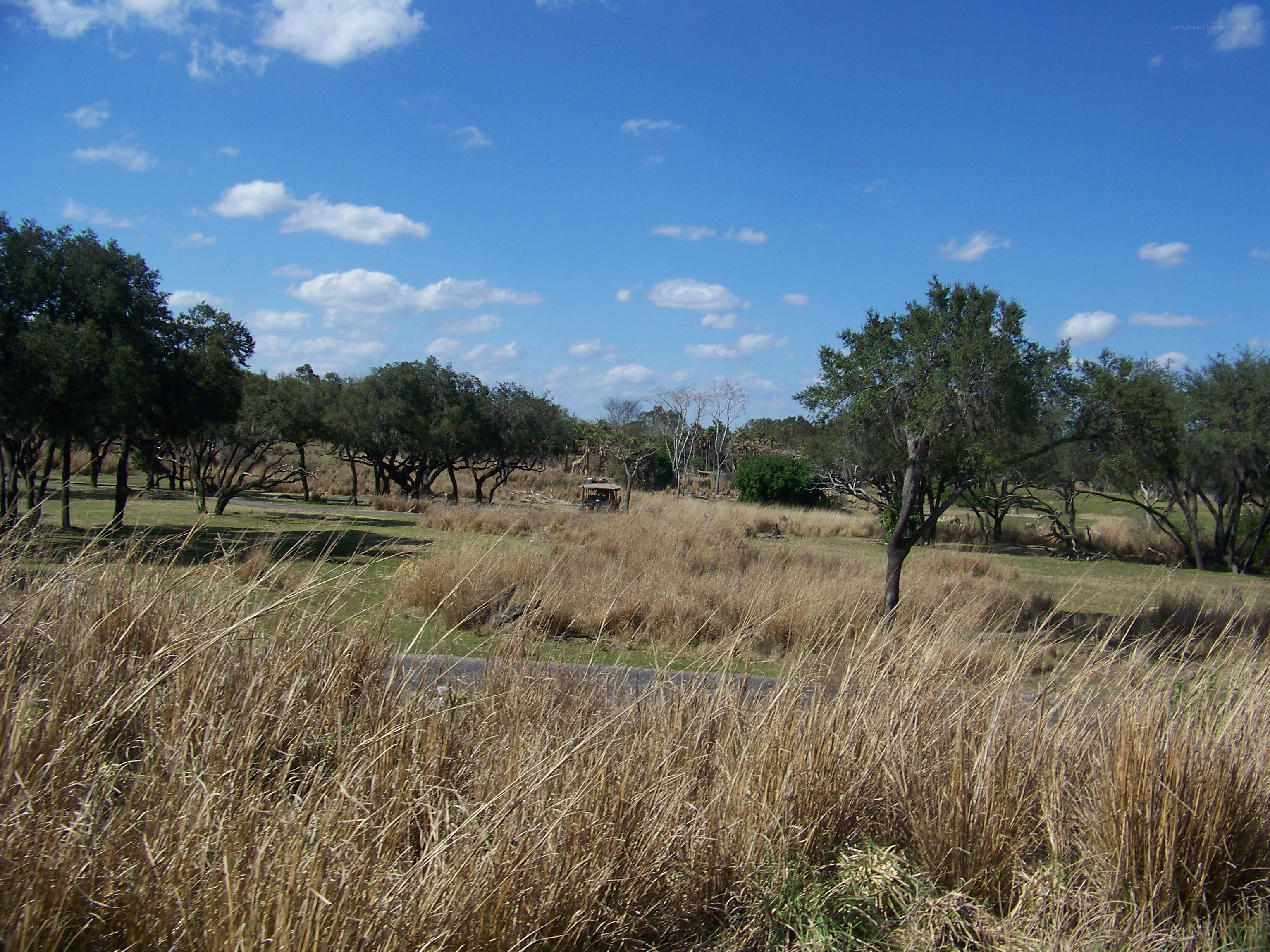 Grassy field with trees under blue sky