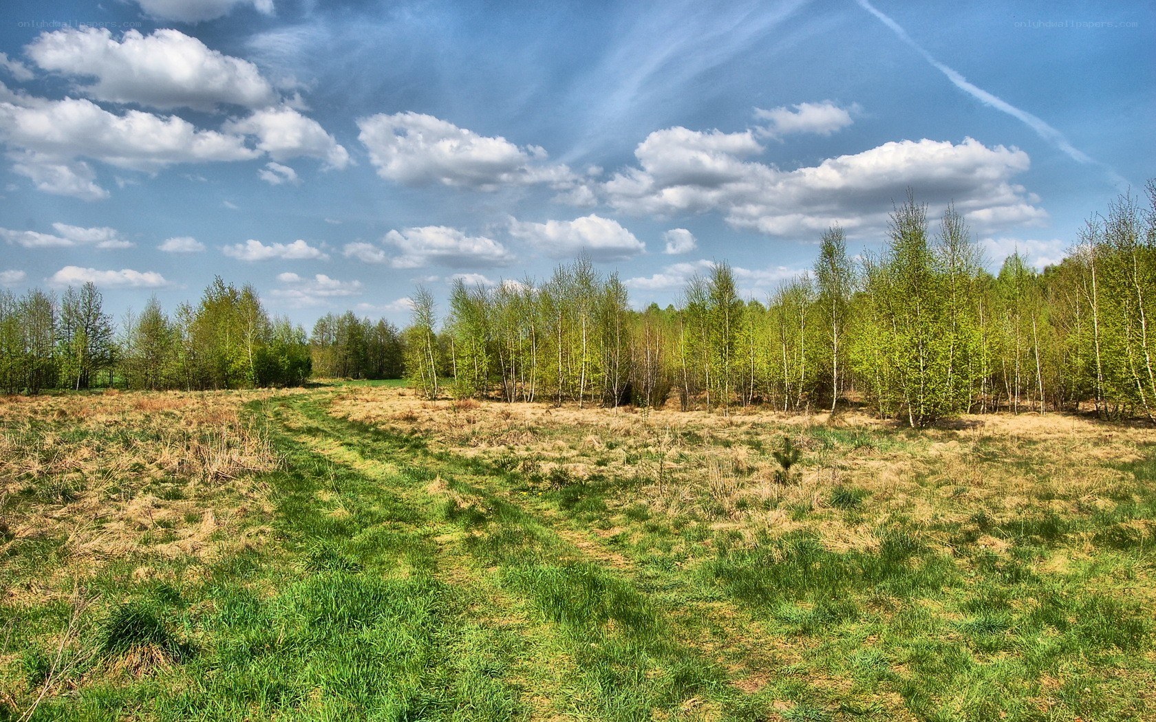 Grassy field with trees under blue sky