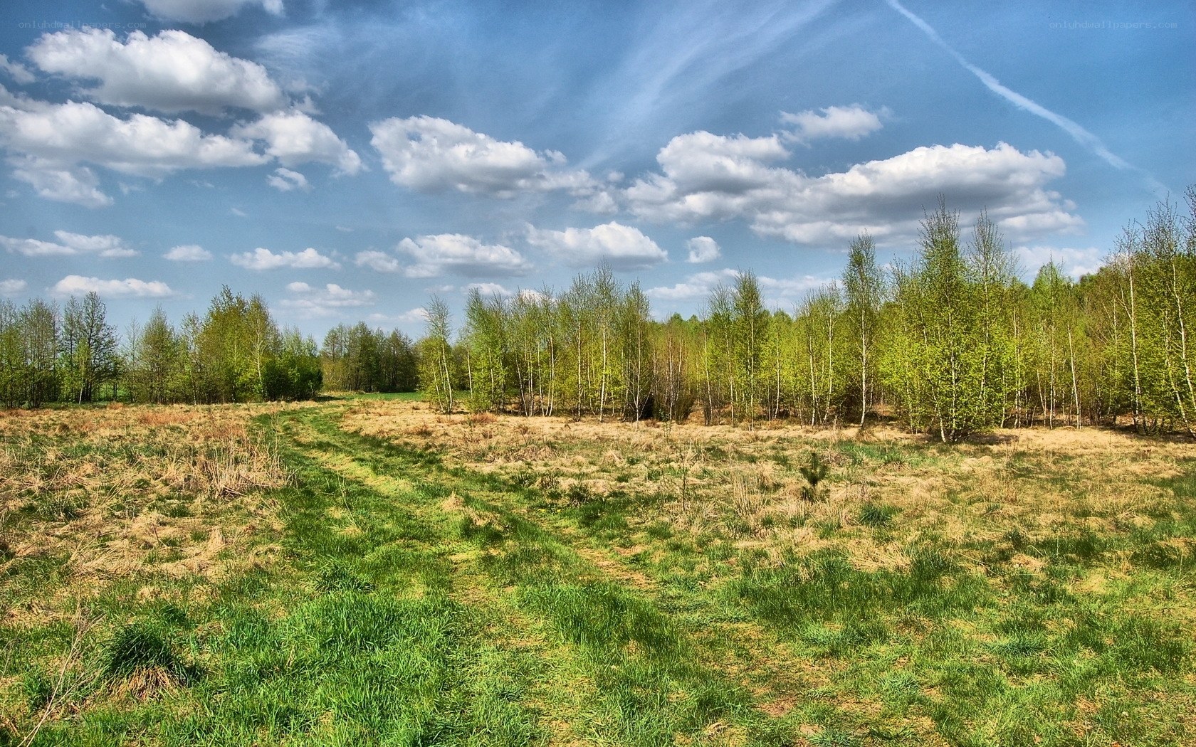 Grassy field with trees