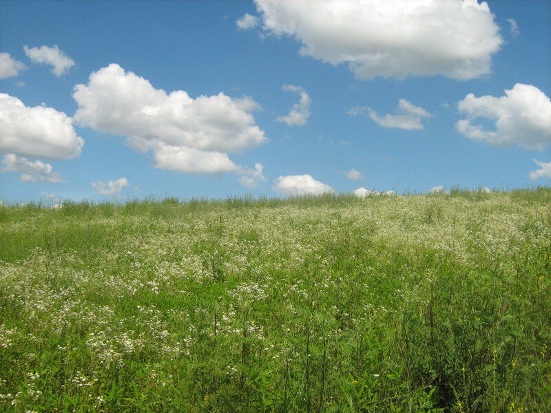 Grassy field with white flowers