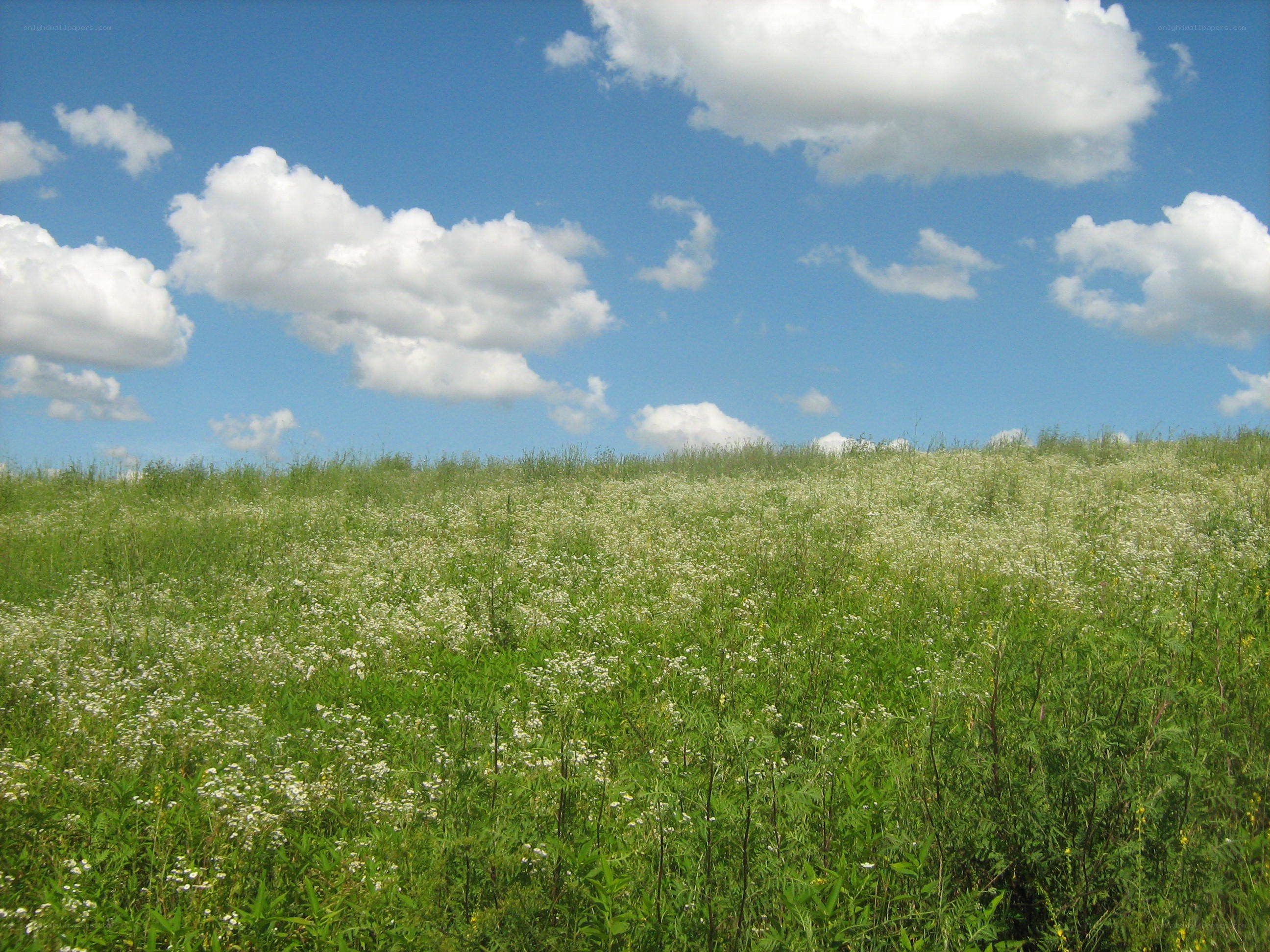 Grassy field with white flowers