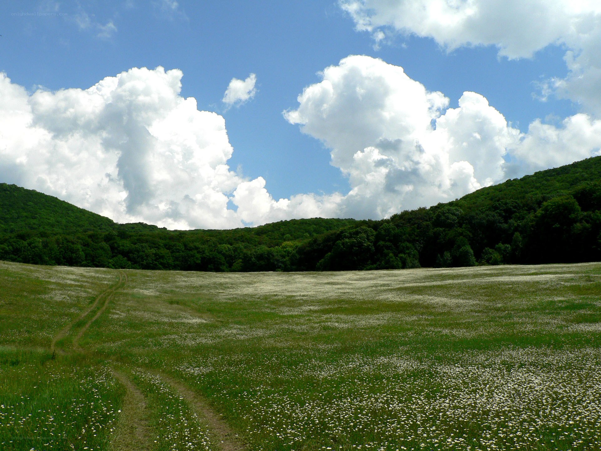 Grassy field with white flowers