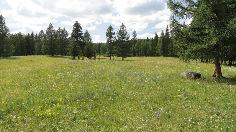Grassy field with wildflowers and trees