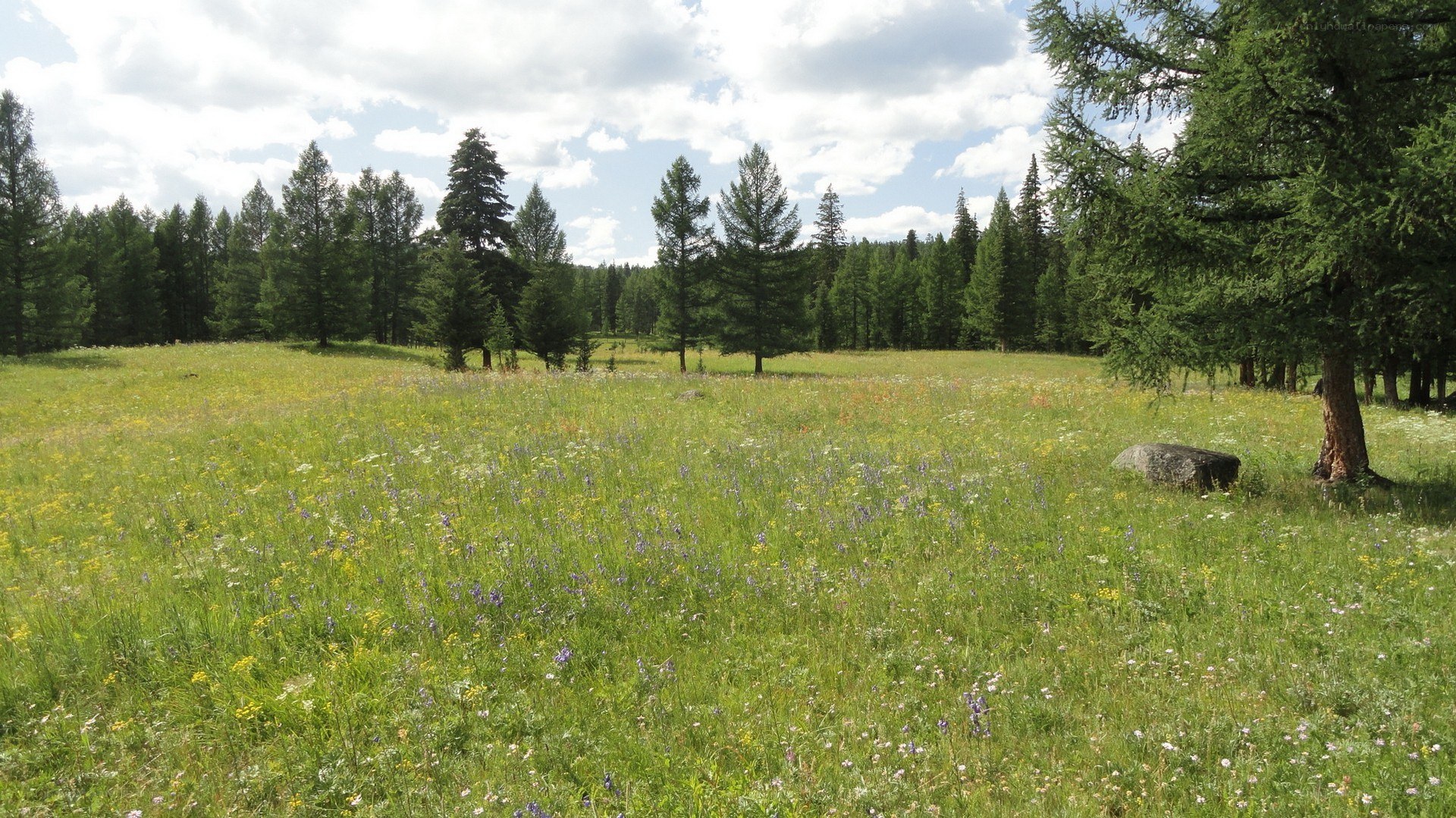 Grassy field with wildflowers and trees