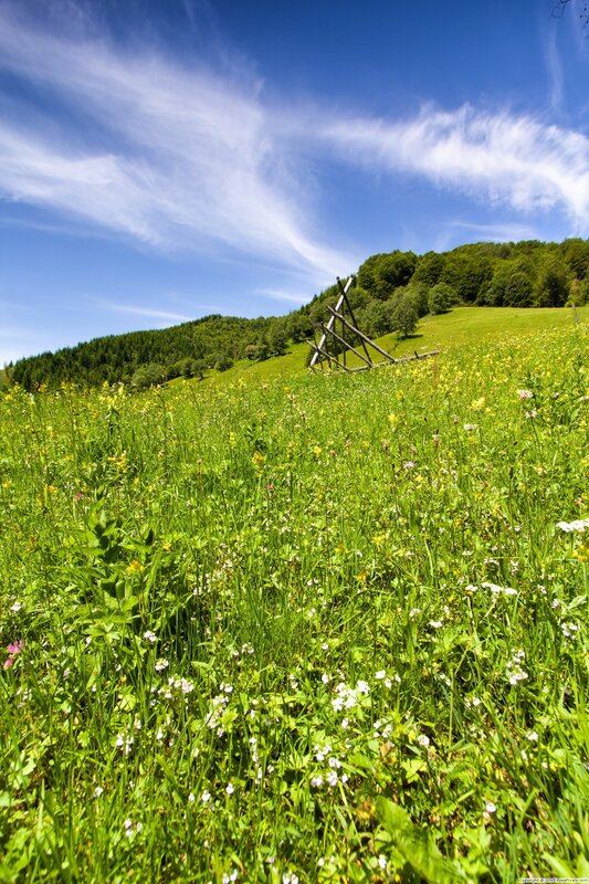 Grassy field with wildflowers