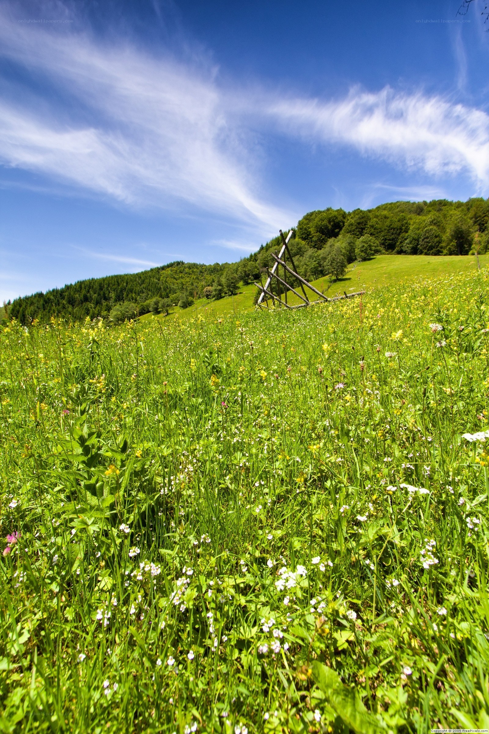 Grassy field with wildflowers