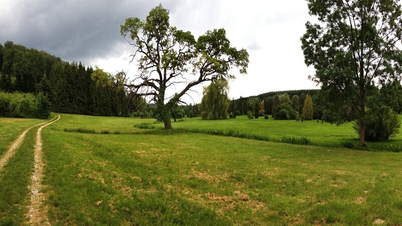 Grassy field with winding path