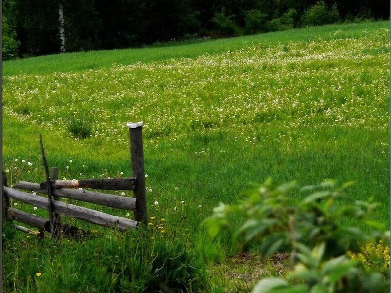 Grassy field with wooden fence