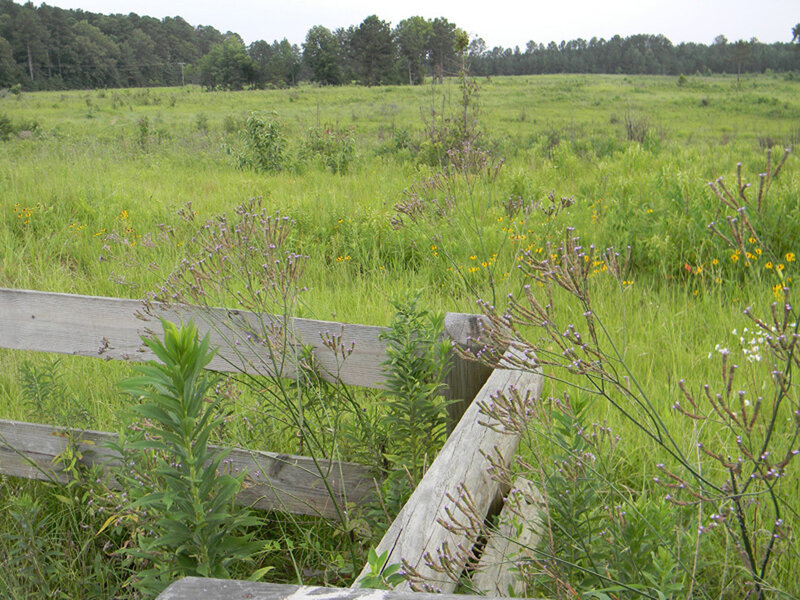 Grassy field with wooden fence