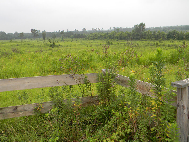 Grassy field with wooden fence