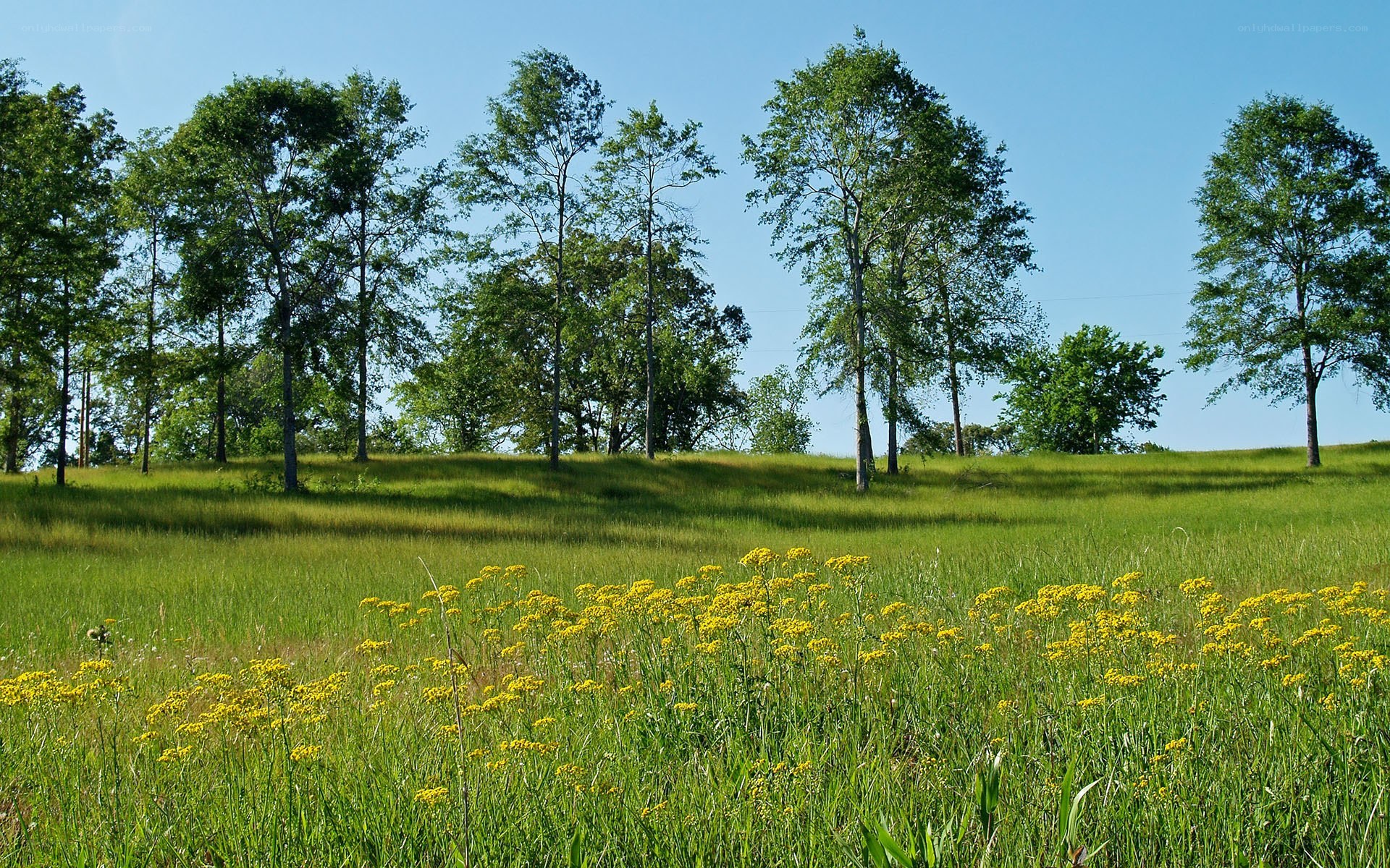 Grassy field with yellow flowers