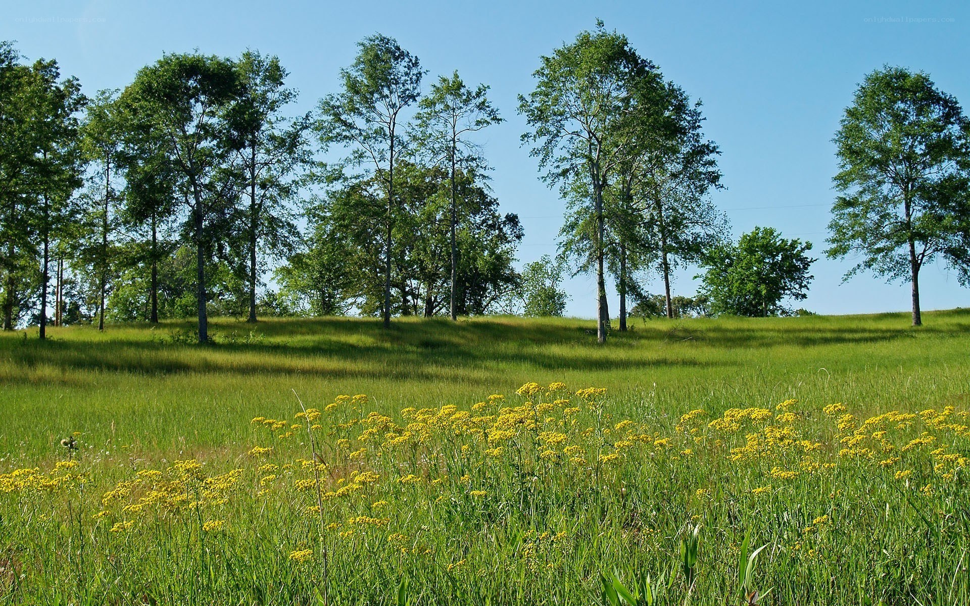 Grassy field with yellow flowers