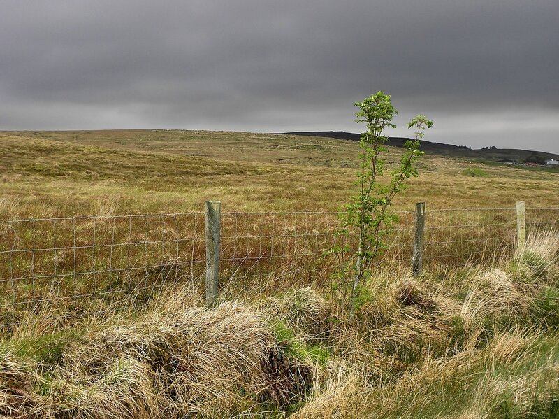 grassy field with young tree