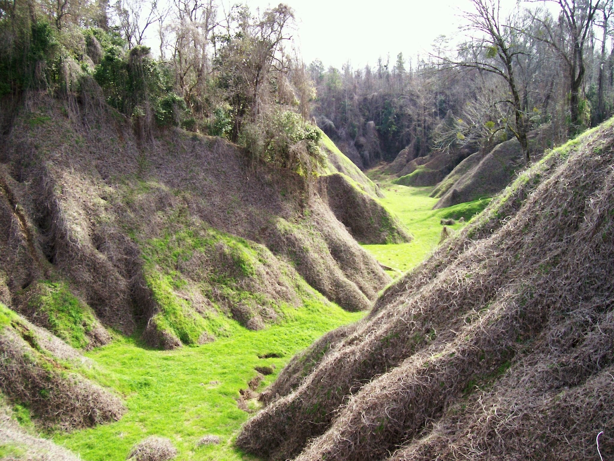 Grassy gully with mossy banks