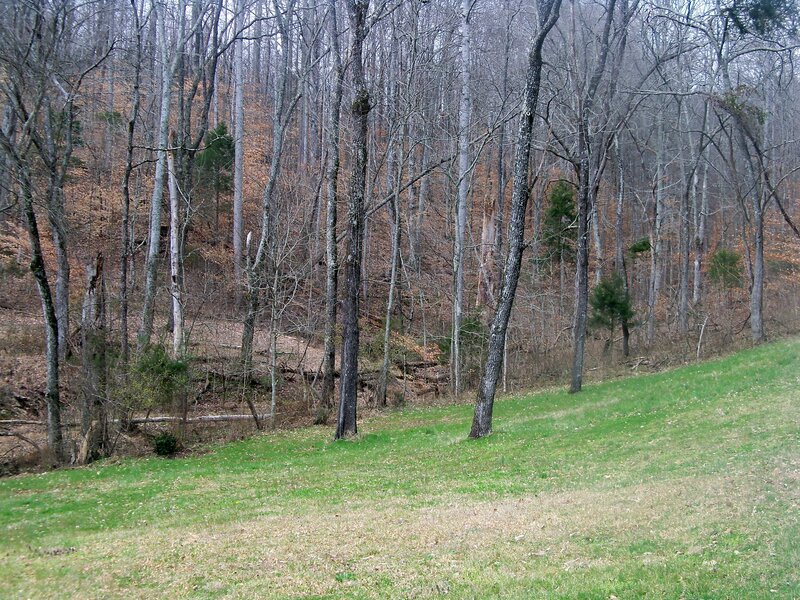 Grassy Hill in Forest
