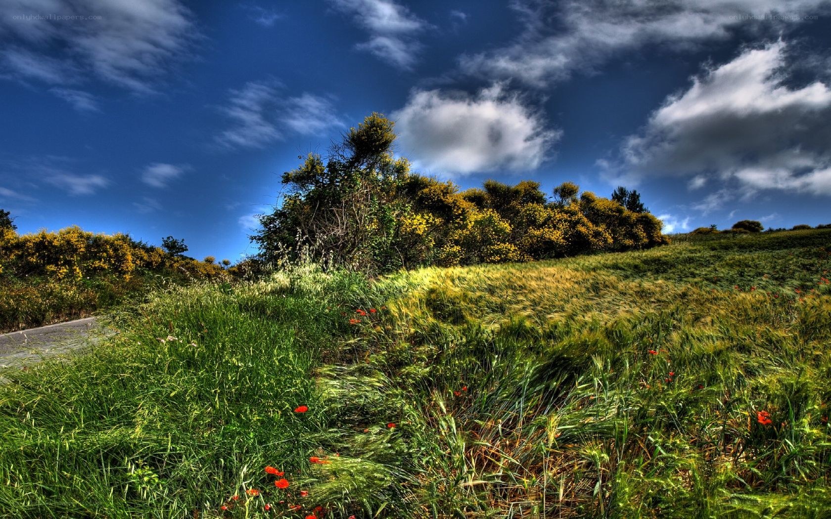 Grassy hill under blue sky