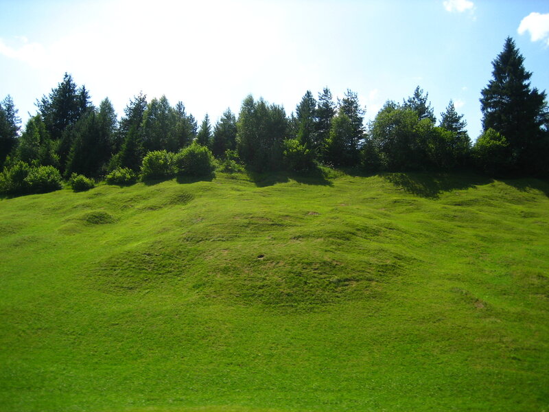Grassy hill with forest edge