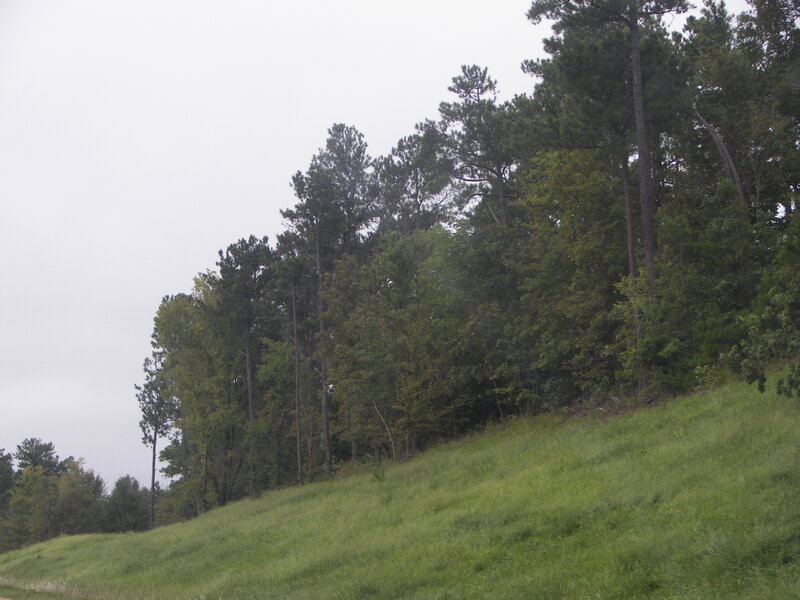 Grassy hill with forest