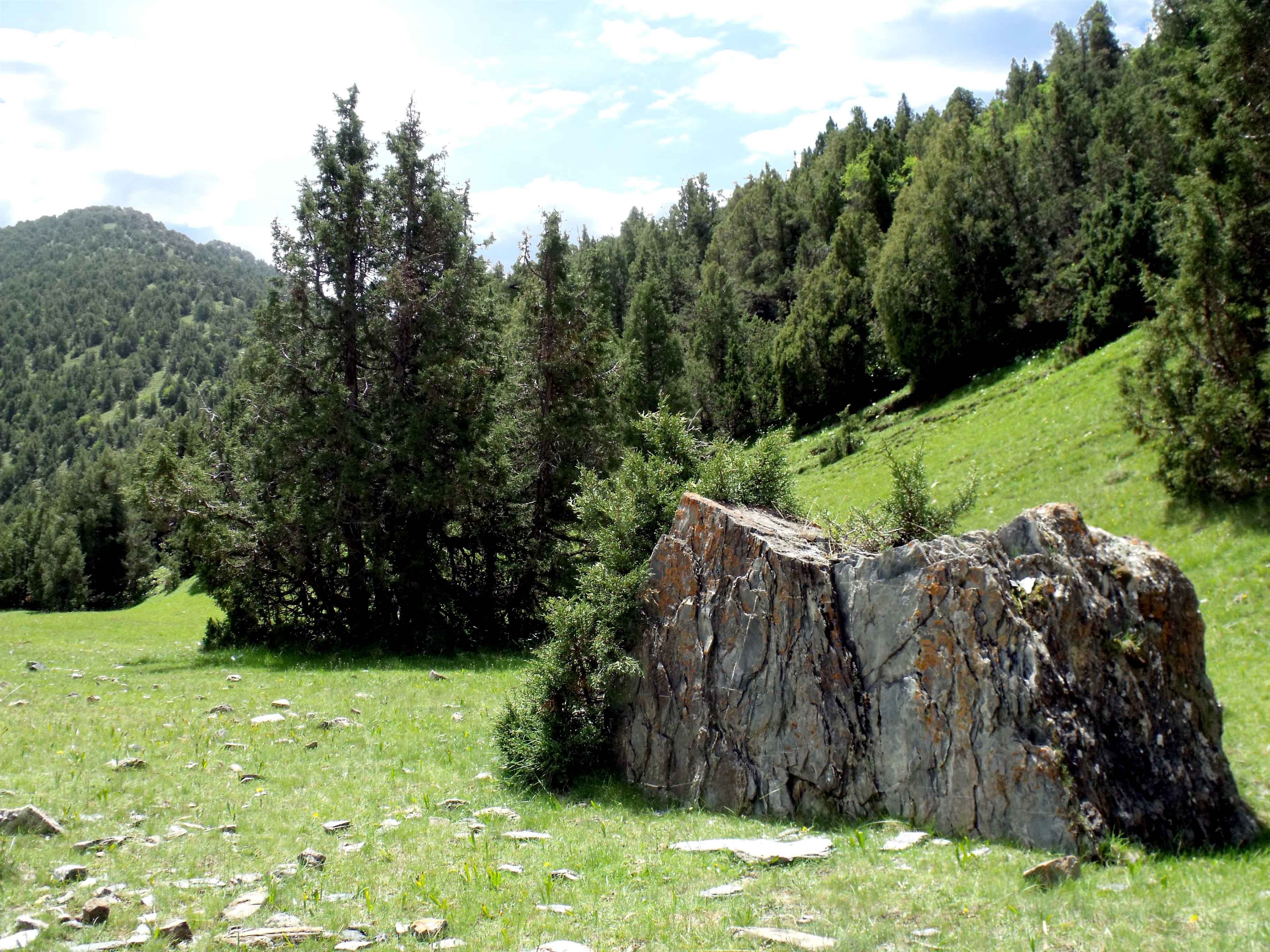 Grassy hill with large rock