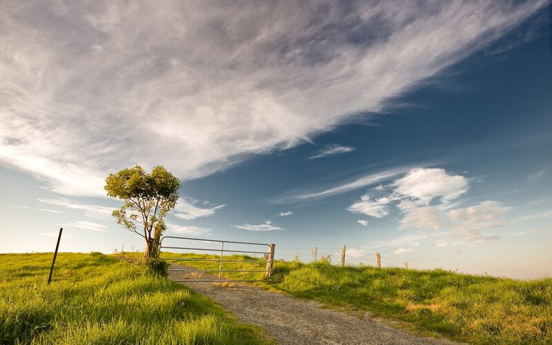 Grassy hill with lone tree