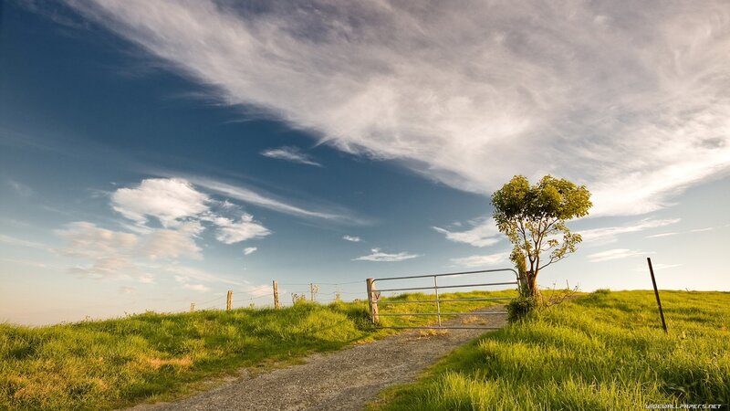 Grassy hill with lone tree